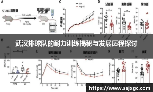 武汉排球队的耐力训练揭秘与发展历程探讨